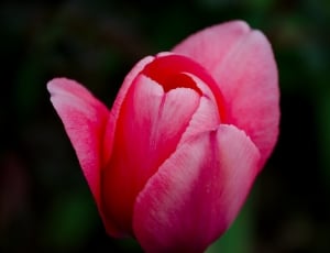 Bouquet, Tulip, Flower, flower, pink color thumbnail