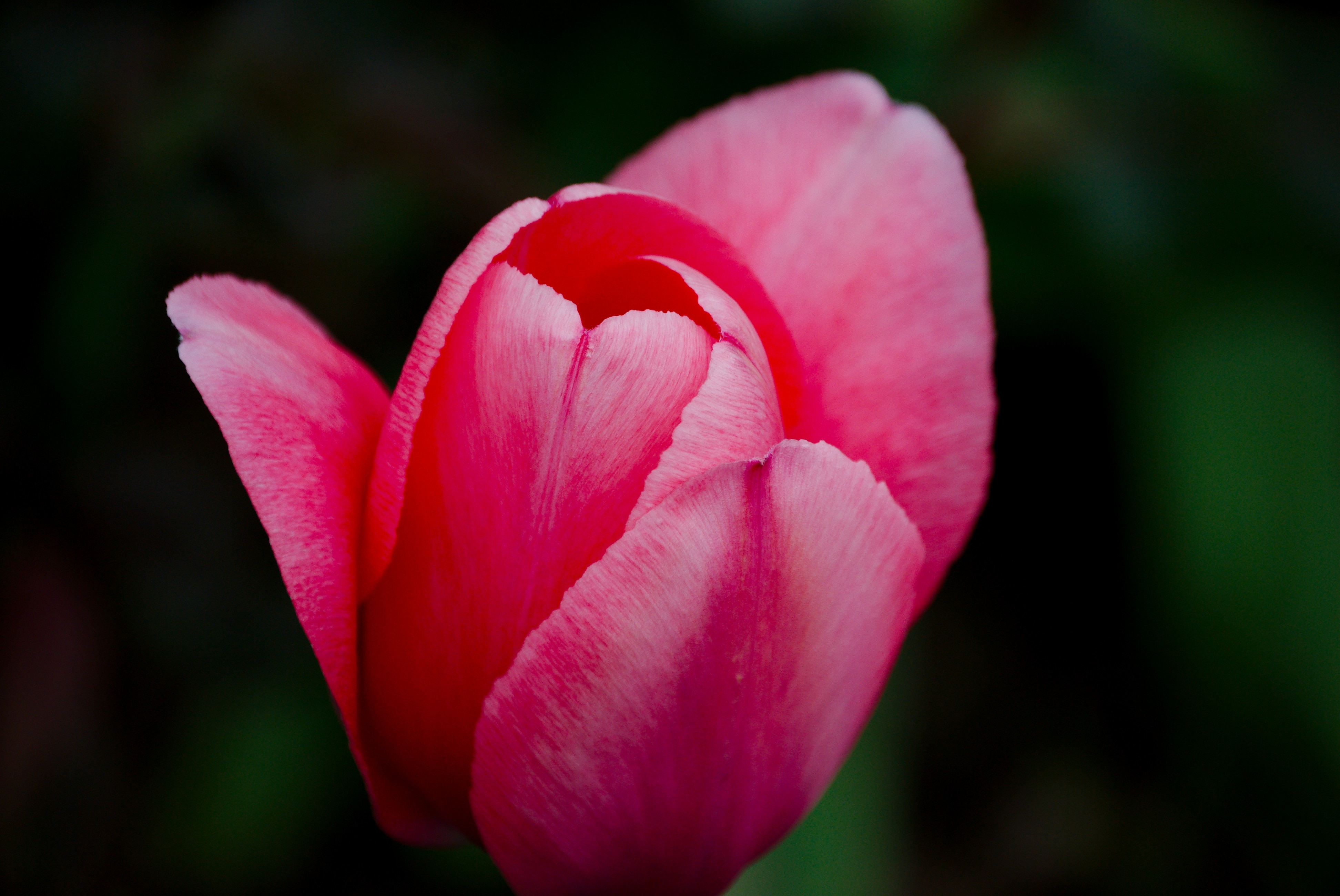 Bouquet, Tulip, Flower, flower, pink color