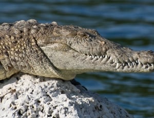Florida, Biscayne National Park, one animal, danger thumbnail