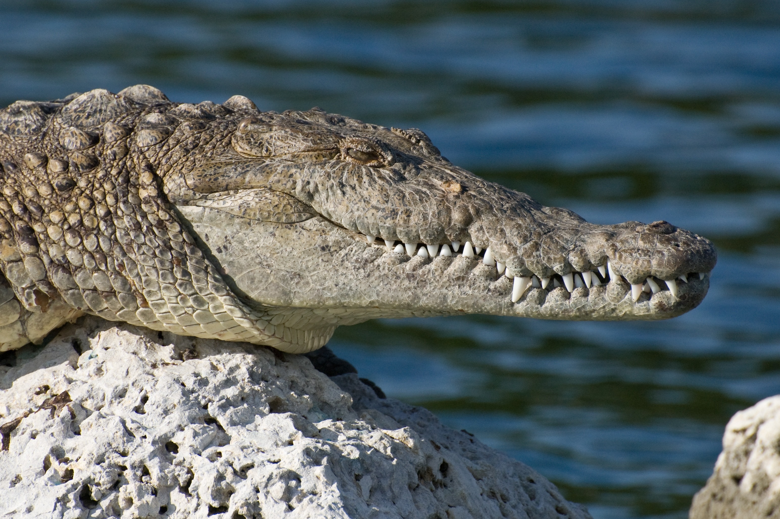 Florida, Biscayne National Park, one animal, danger