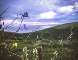 two purple flowers behind green grass mountain thumbnail