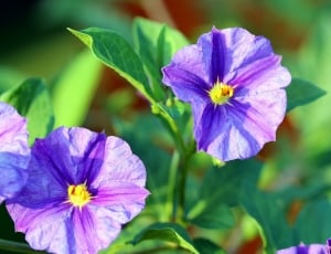 selective focus photography of a purple petaled flower in bloom thumbnail