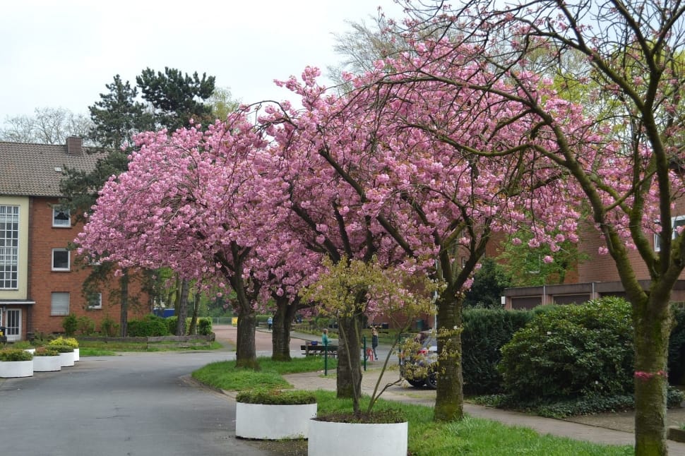 sakura trees preview