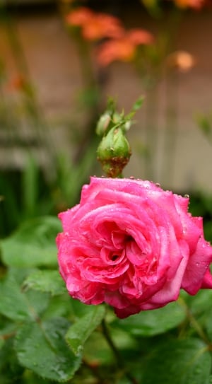 Pink, Rose, Flower, Rain, Blossom, flower, pink color thumbnail