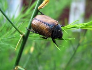 black and brown beetle thumbnail
