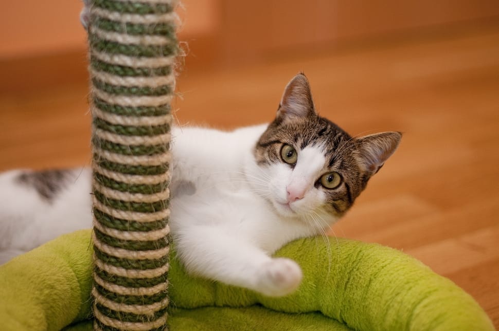 selective focus photography of tri-color tabby cat preview