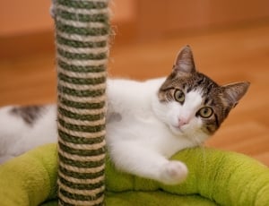 selective focus photography of tri-color tabby cat thumbnail