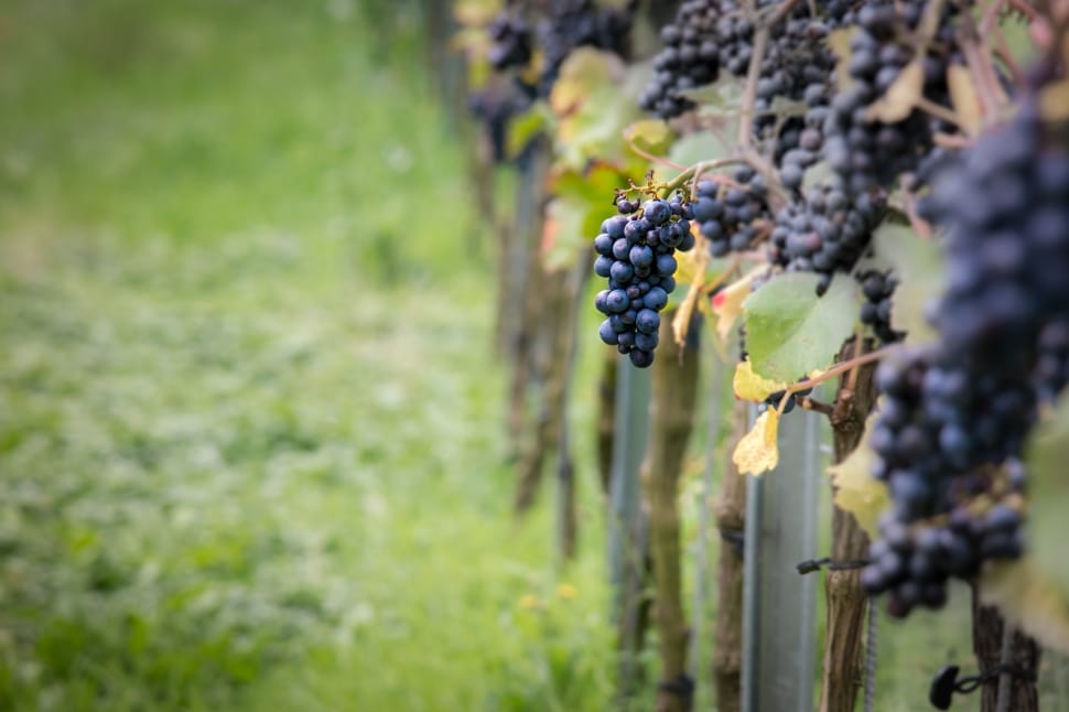 piled red grapes near wooden fence preview
