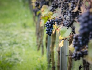 piled red grapes near wooden fence thumbnail