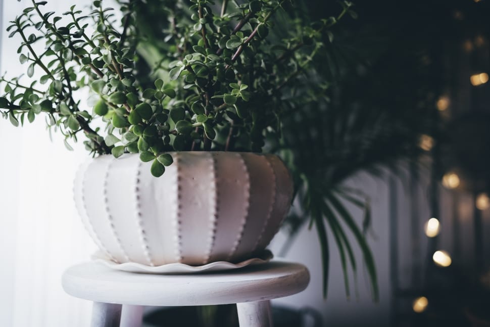 green ovate leaf plant with white ceramic round pot preview