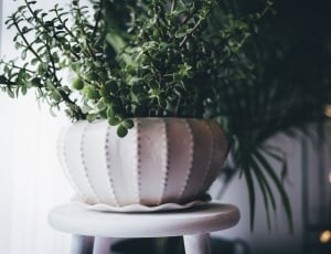 green ovate leaf plant with white ceramic round pot thumbnail