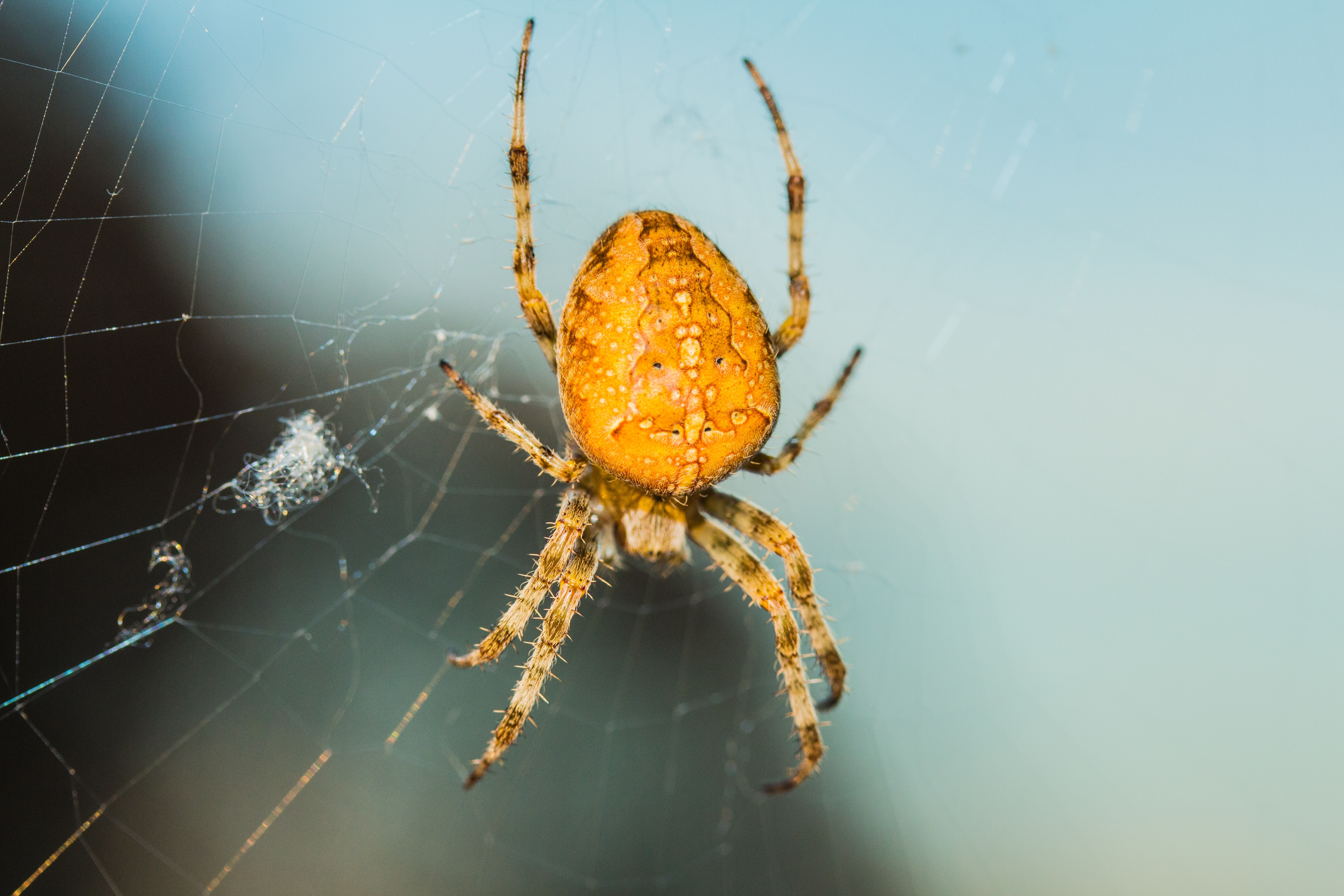 yellow spider