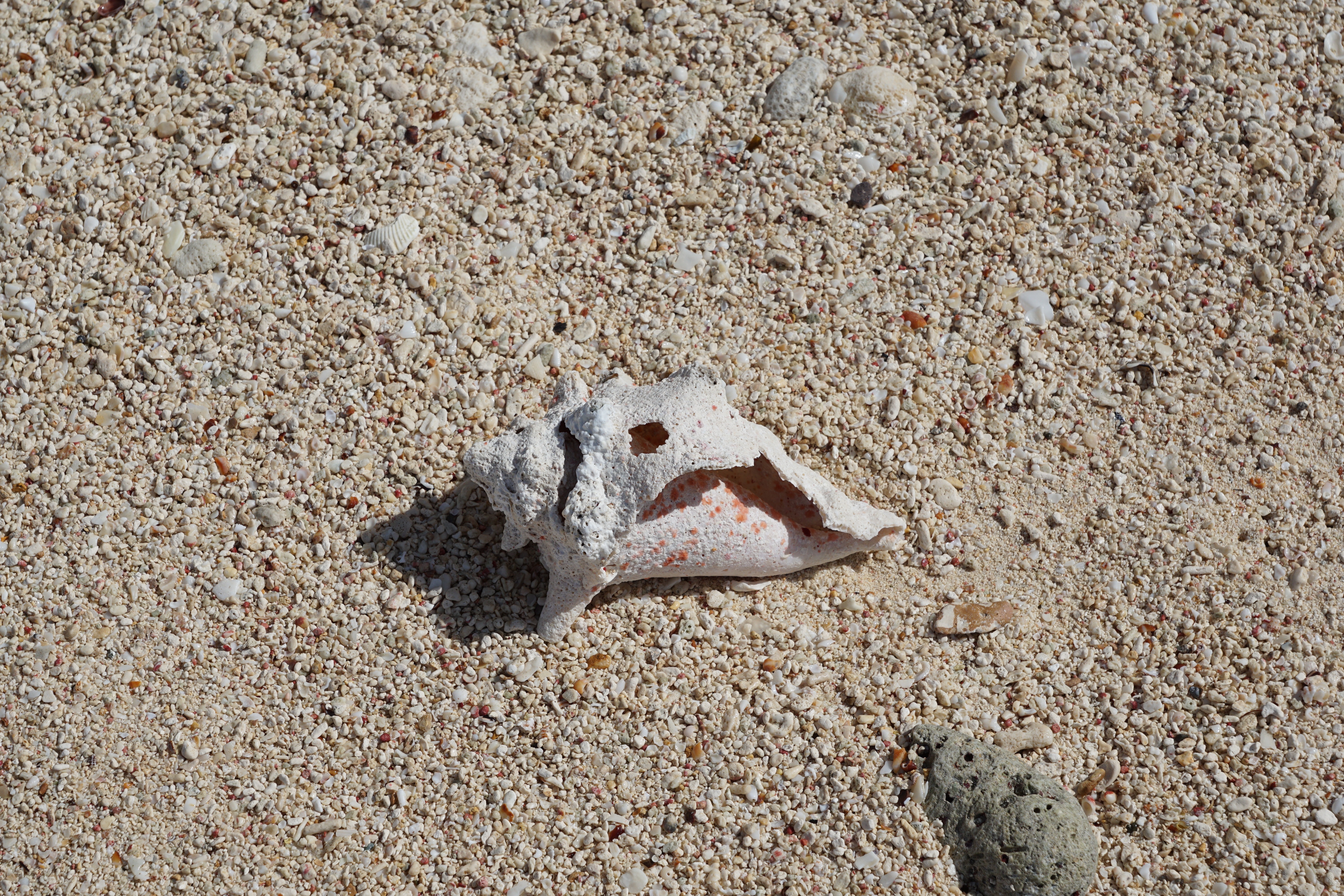 white conch