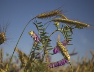 Summer, Harvest, Corn, Feuds, Sky, flower, growth thumbnail
