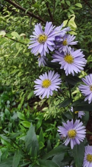 purple cluster flowers thumbnail