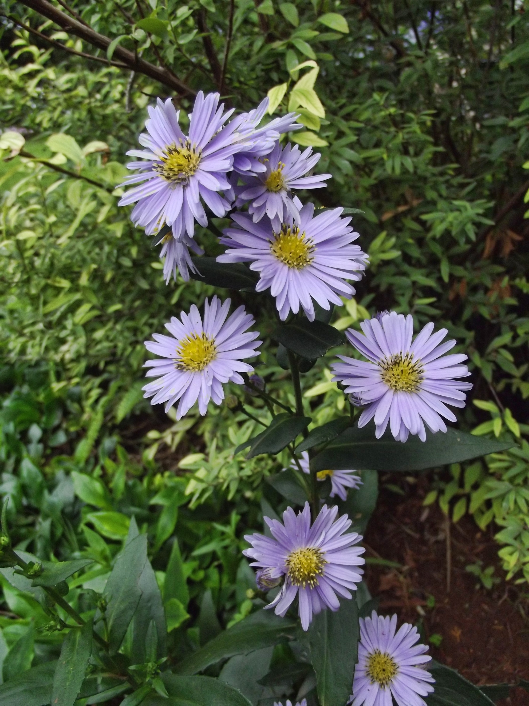 purple cluster flowers
