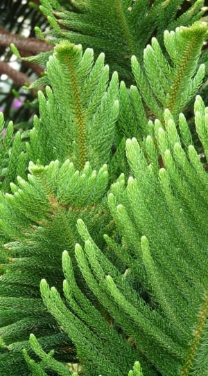 Branch, Distinctive, Needles, green color, growth thumbnail