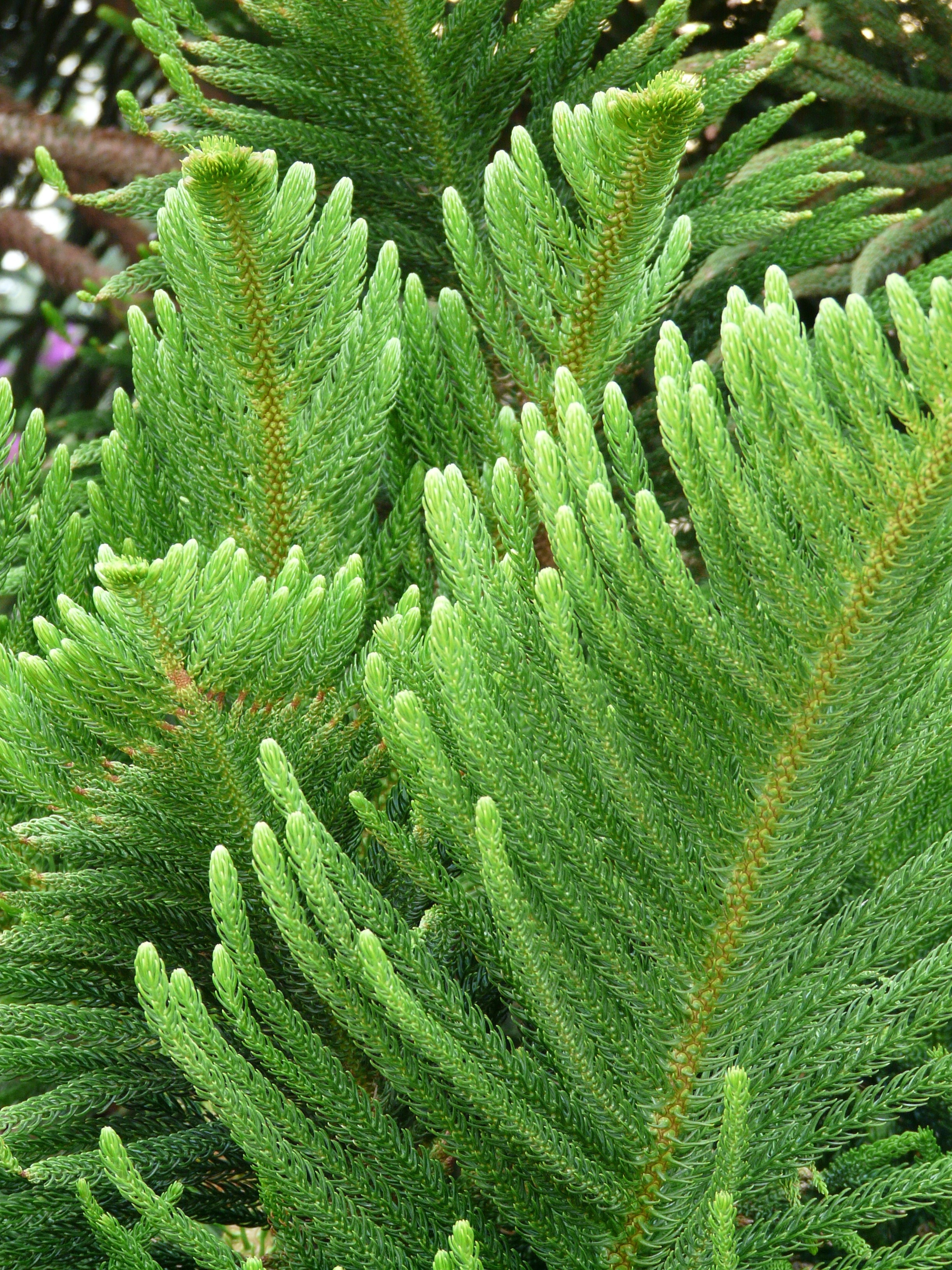 Branch, Distinctive, Needles, green color, growth