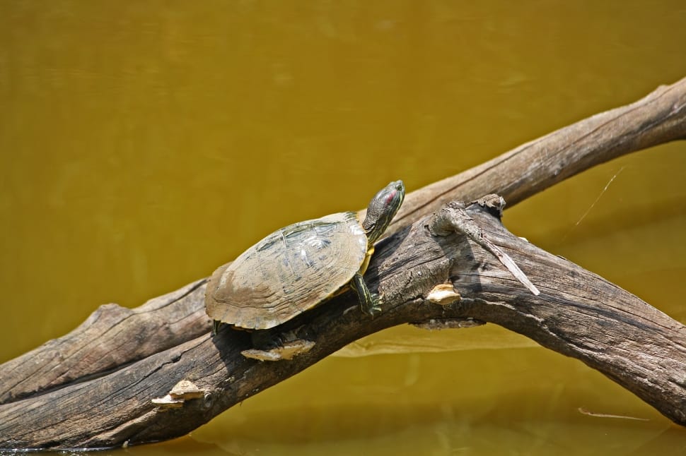 gray shell turtle preview
