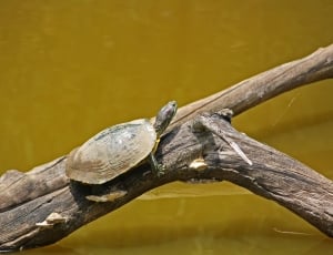 gray shell turtle thumbnail