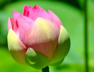 focus photography of pink and yellow flower during daytime thumbnail