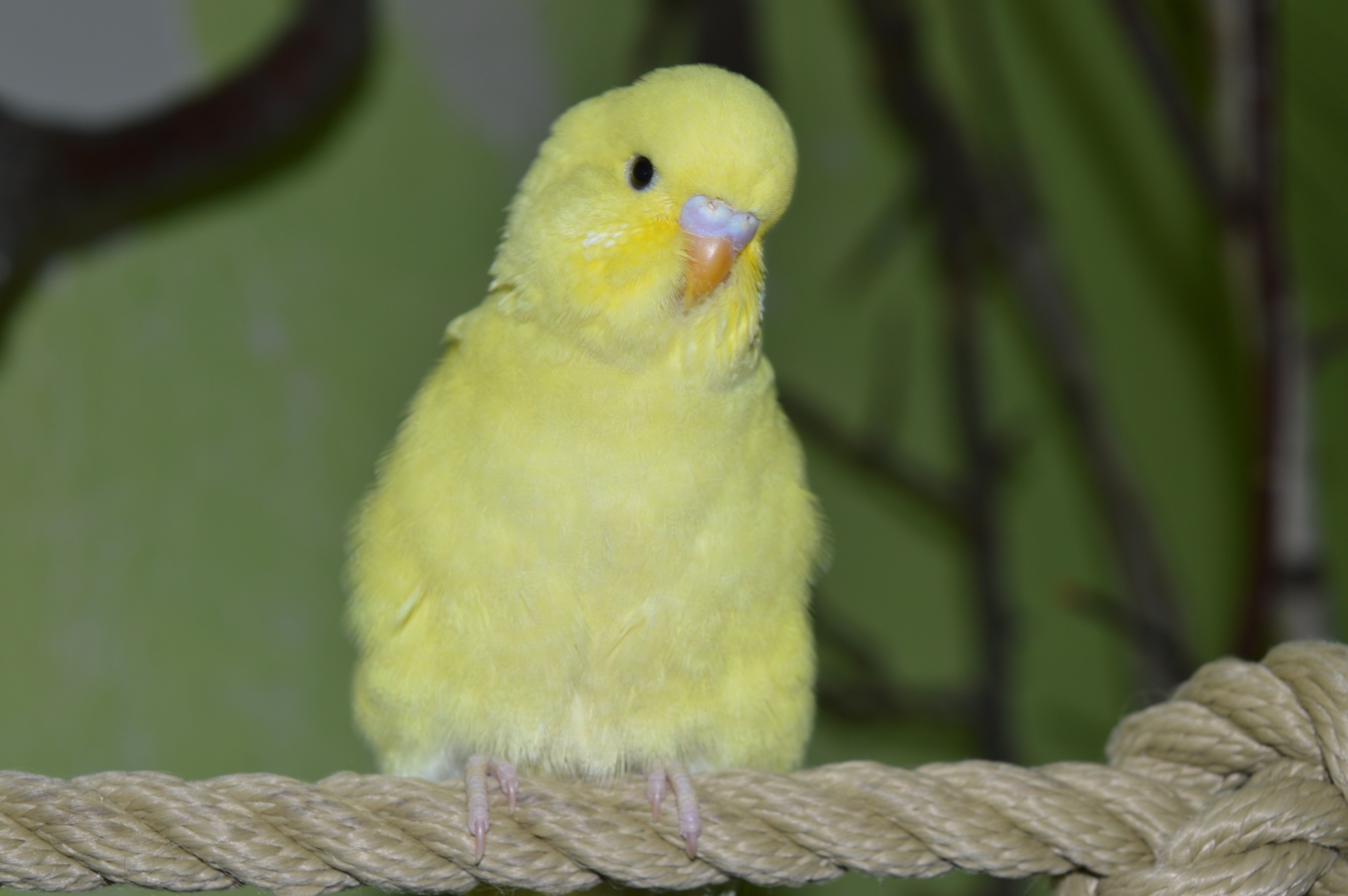 yellow lovebird