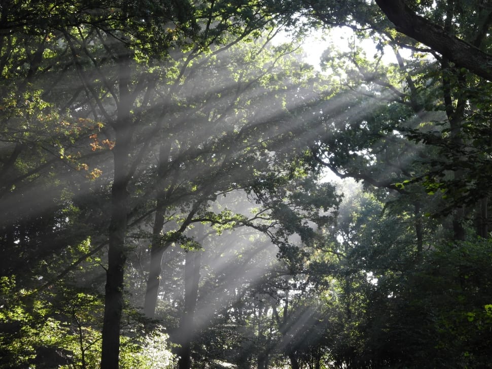green leaf trees preview
