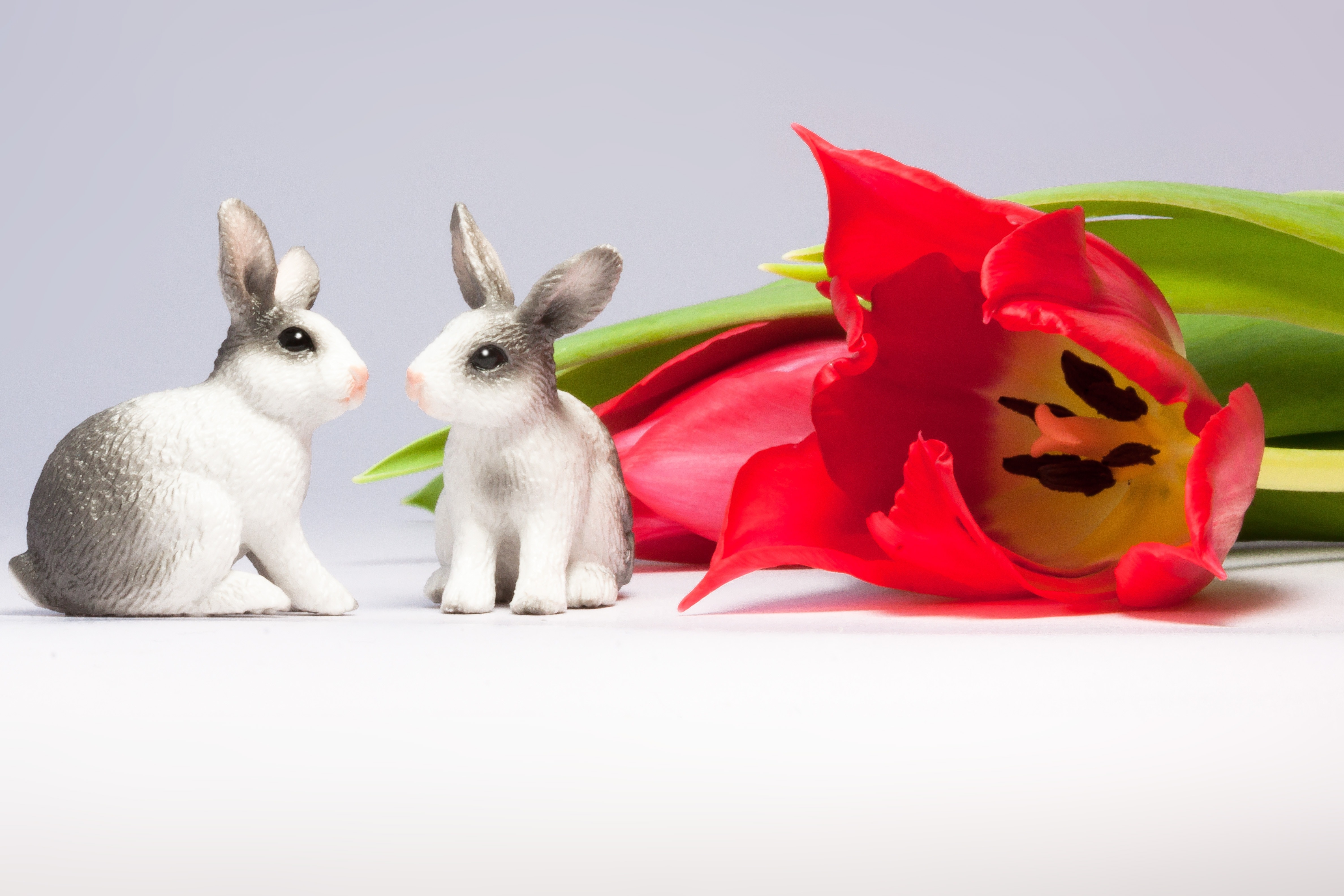 red tulips and 2 bunnies