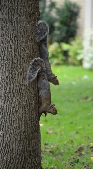 grey squirrel thumbnail