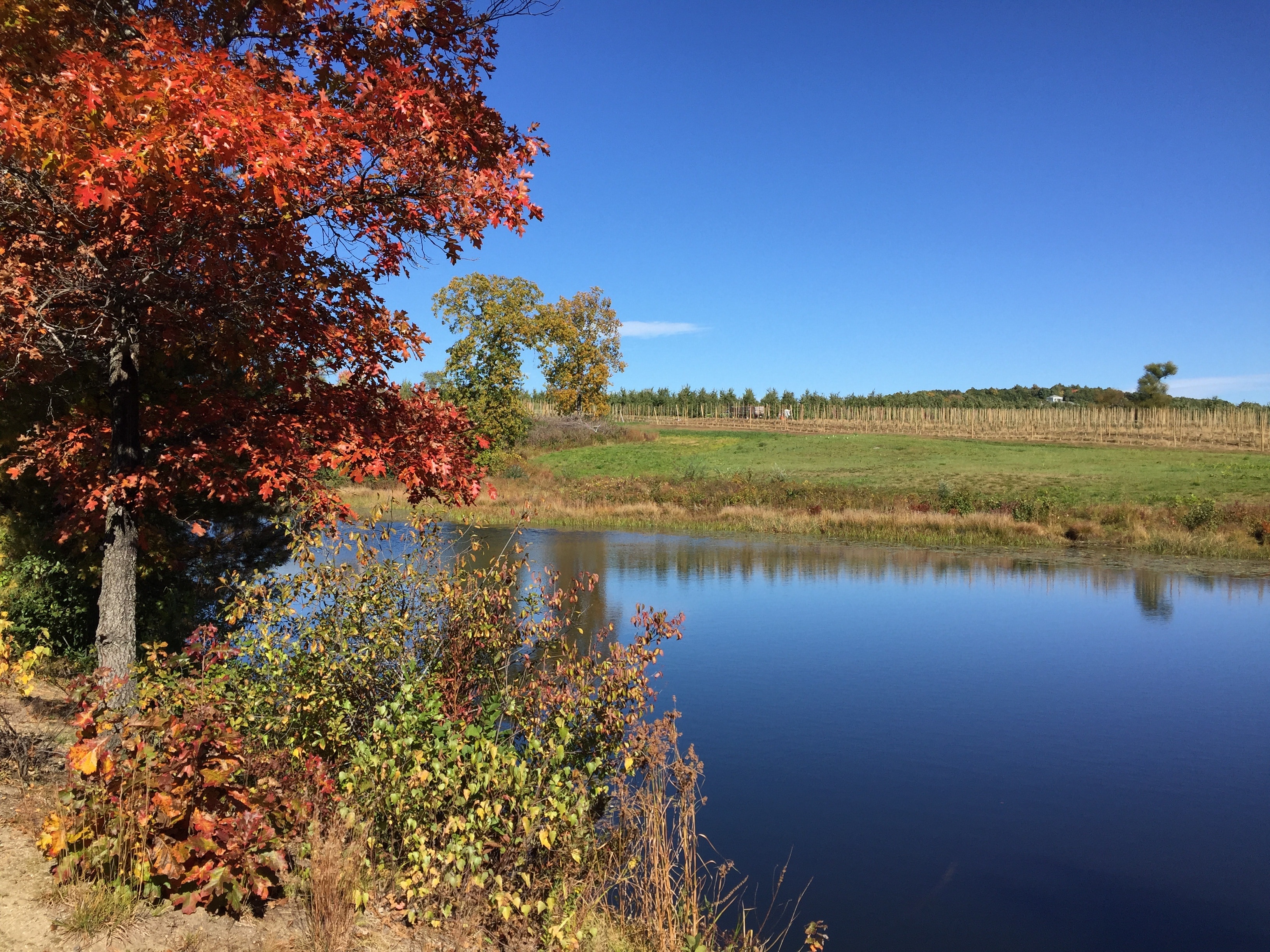 Pond, Nature, Autumn, Fall, October, autumn, tree