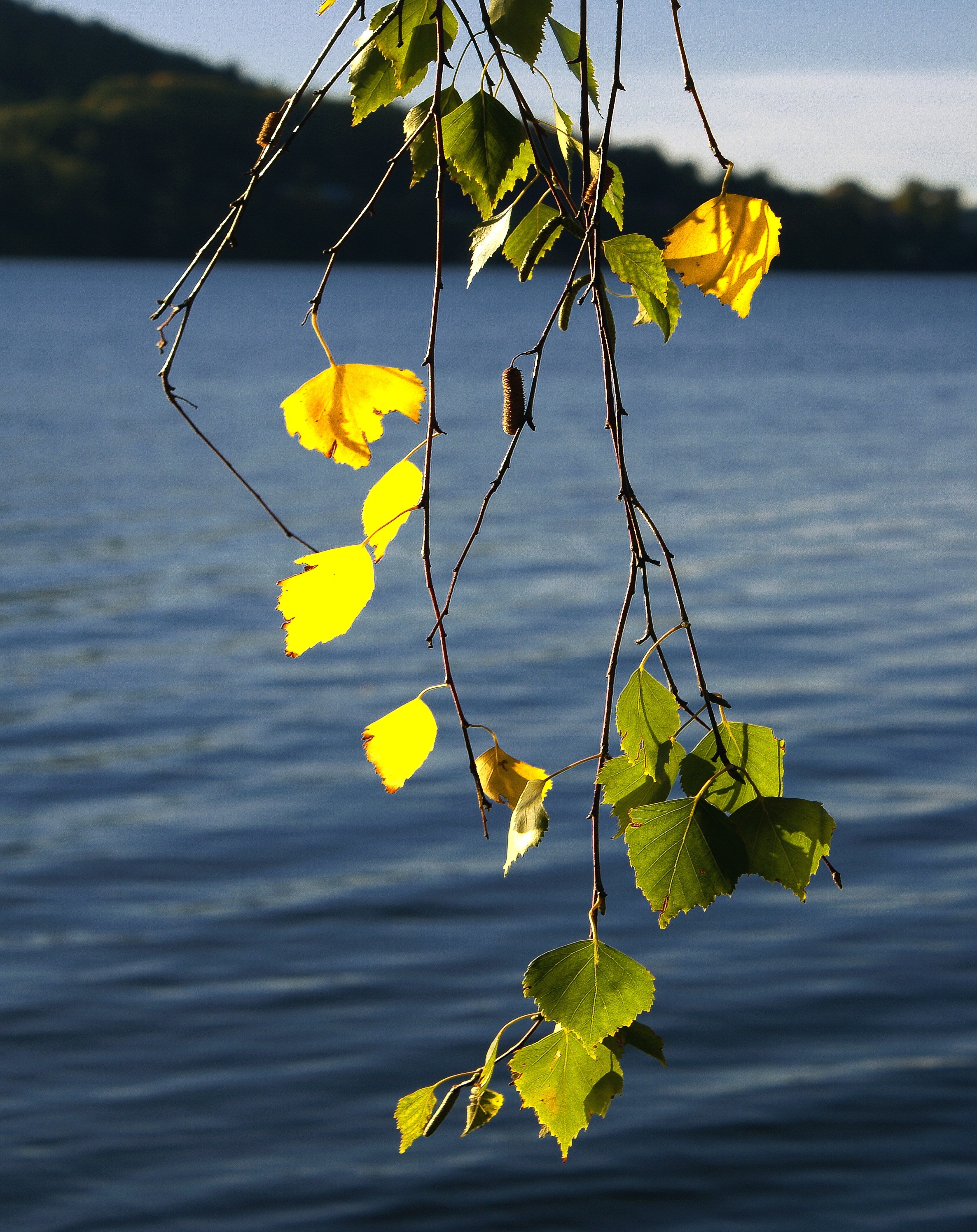 green yellow vine branch leaves