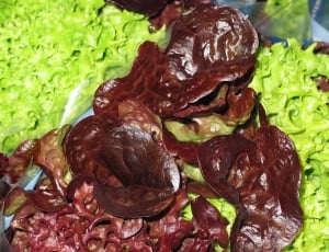 brown lettuce and green thumbnail