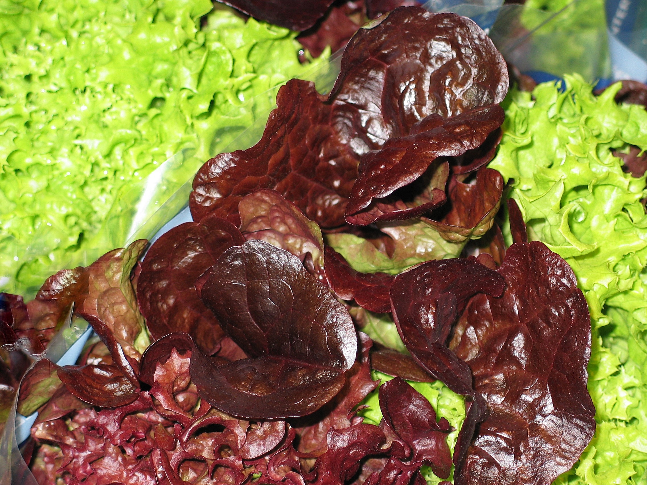 brown lettuce and green