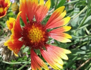 red and yellow mums flower thumbnail