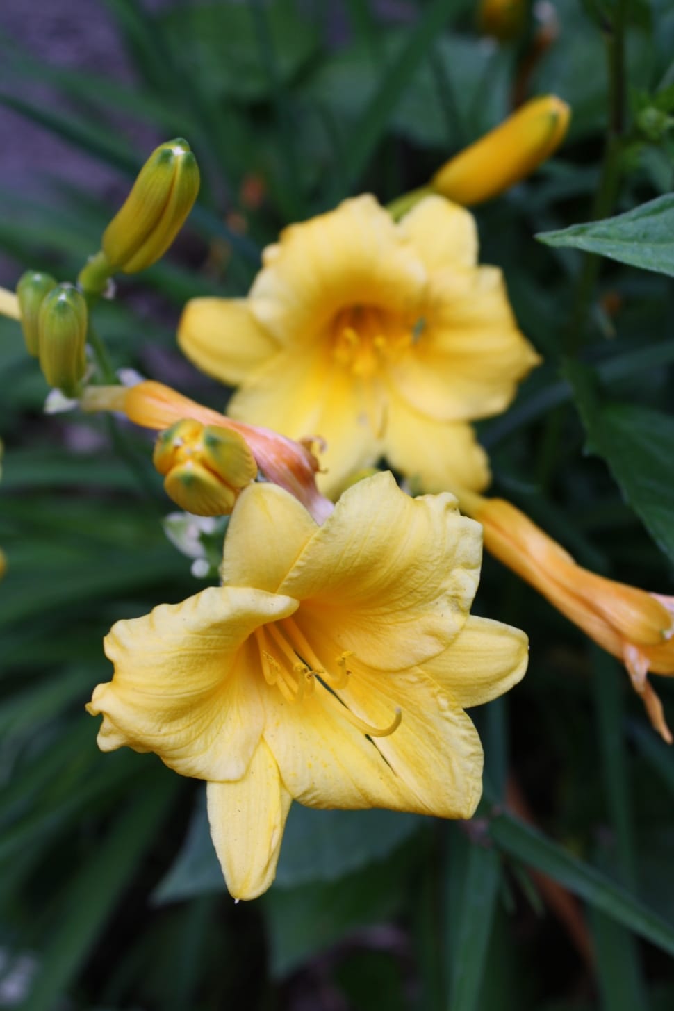 yellow lilies preview