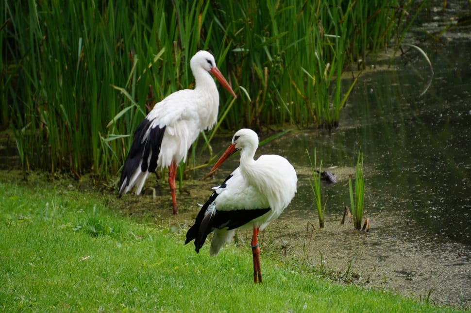 two bird on green grass field preview