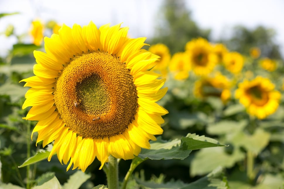 Sunflower, Flowers, Summer, flower, yellow preview