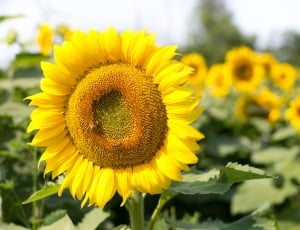 Sunflower, Flowers, Summer, flower, yellow thumbnail