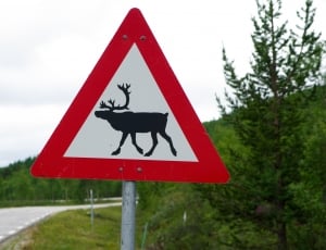 deer crossing signage thumbnail