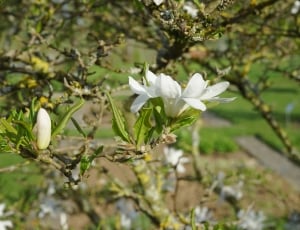 white petaled flower during daytime thumbnail