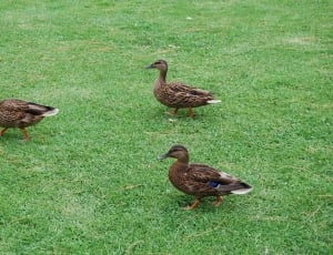 3 brown ducks thumbnail