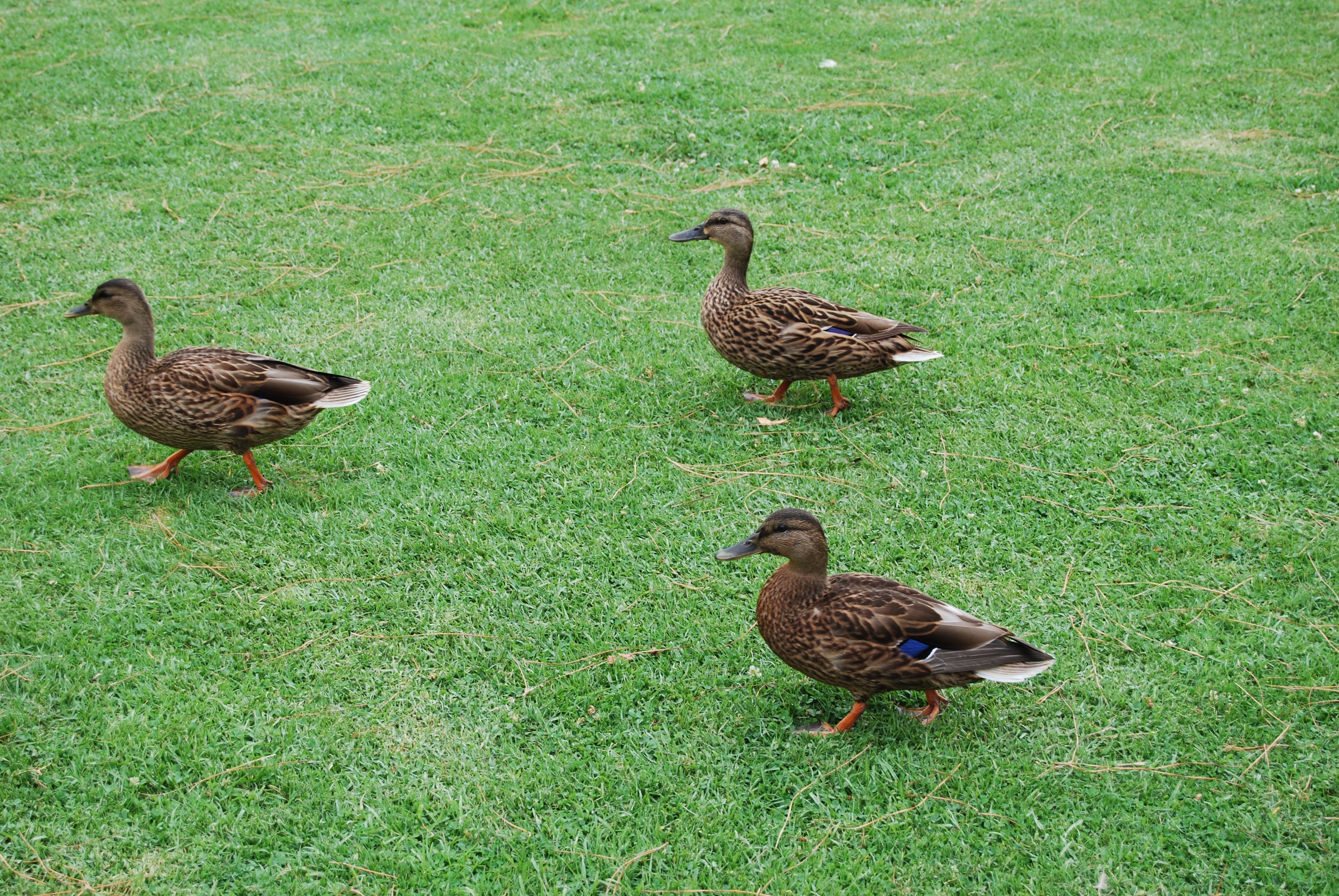 3 brown ducks