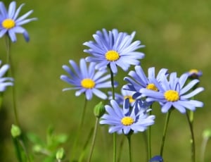 Blossom, Flower, Blue Felicia Daisy, flower, nature thumbnail