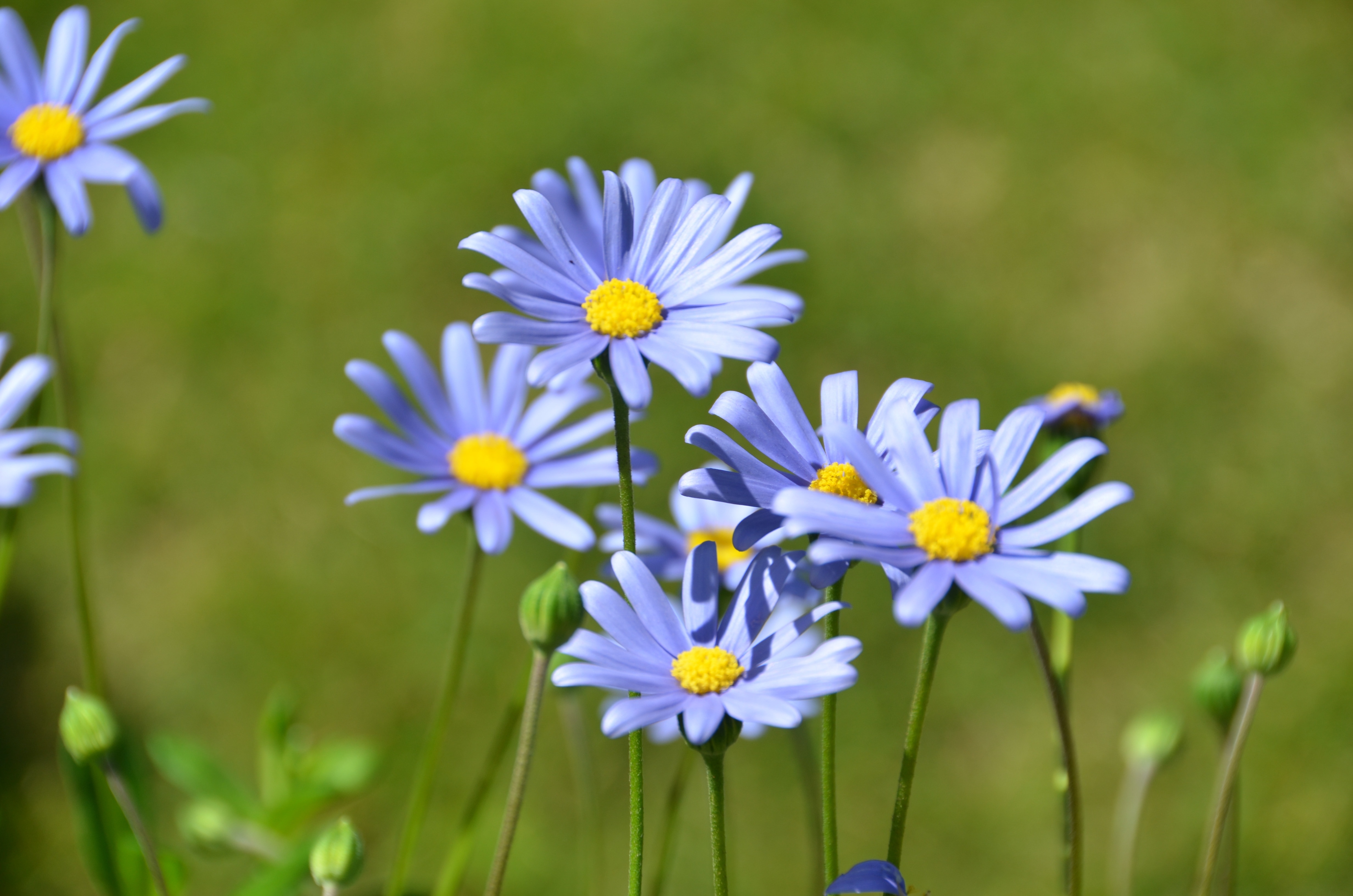 Blossom, Flower, Blue Felicia Daisy, flower, nature