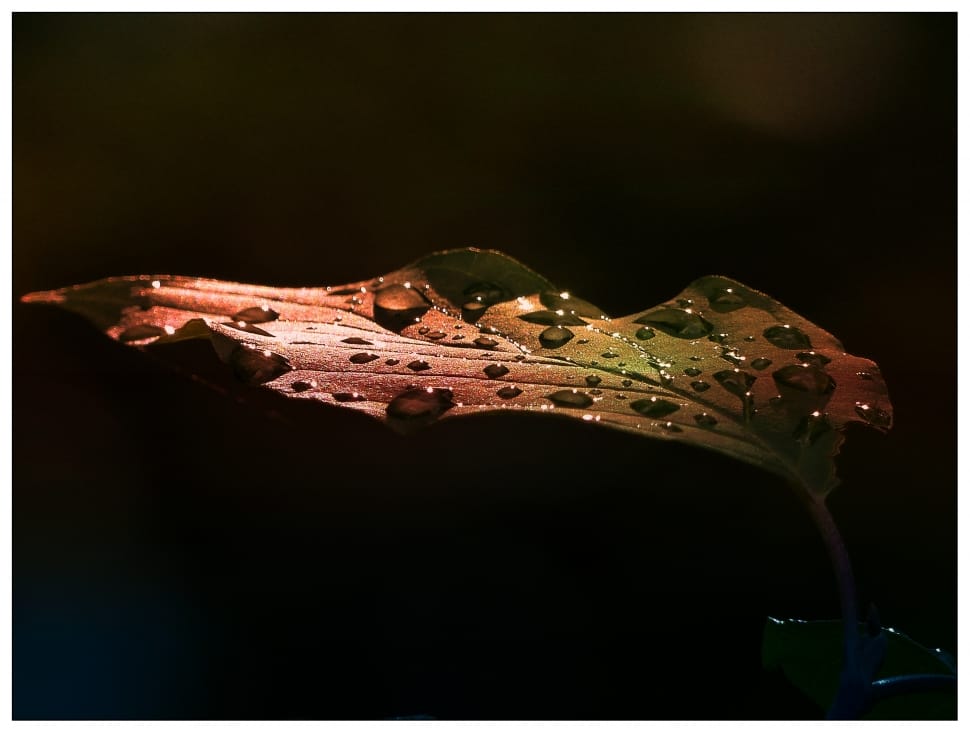 water droplets on brown leaf during nighttime preview