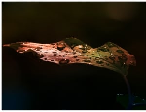 water droplets on brown leaf during nighttime thumbnail