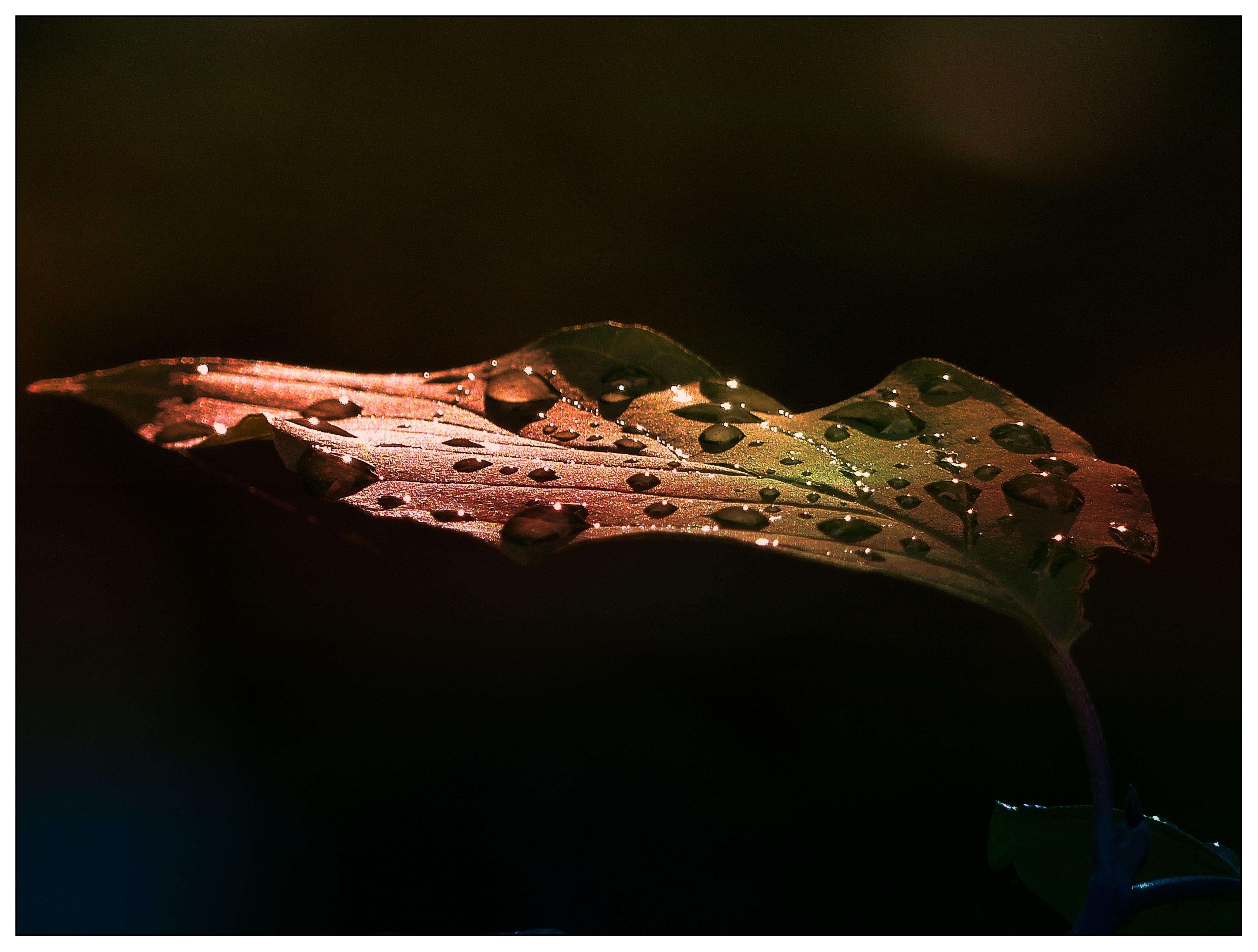 water droplets on brown leaf during nighttime
