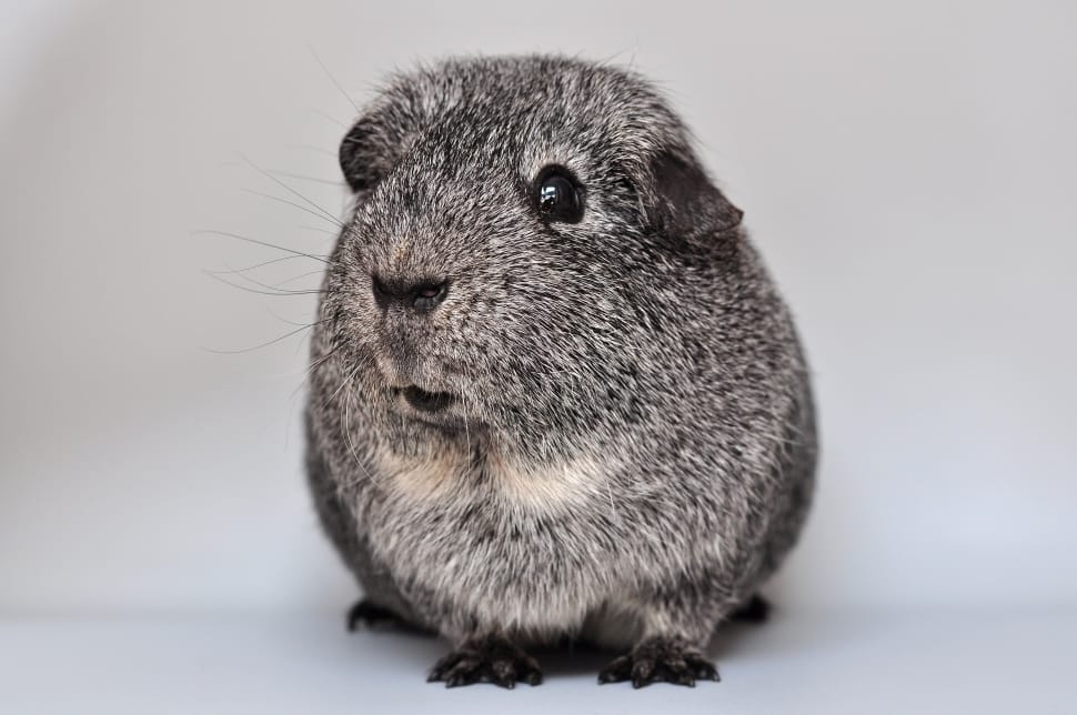 gray Hamster preview