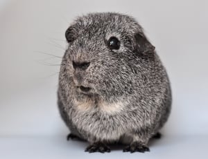 gray Hamster thumbnail