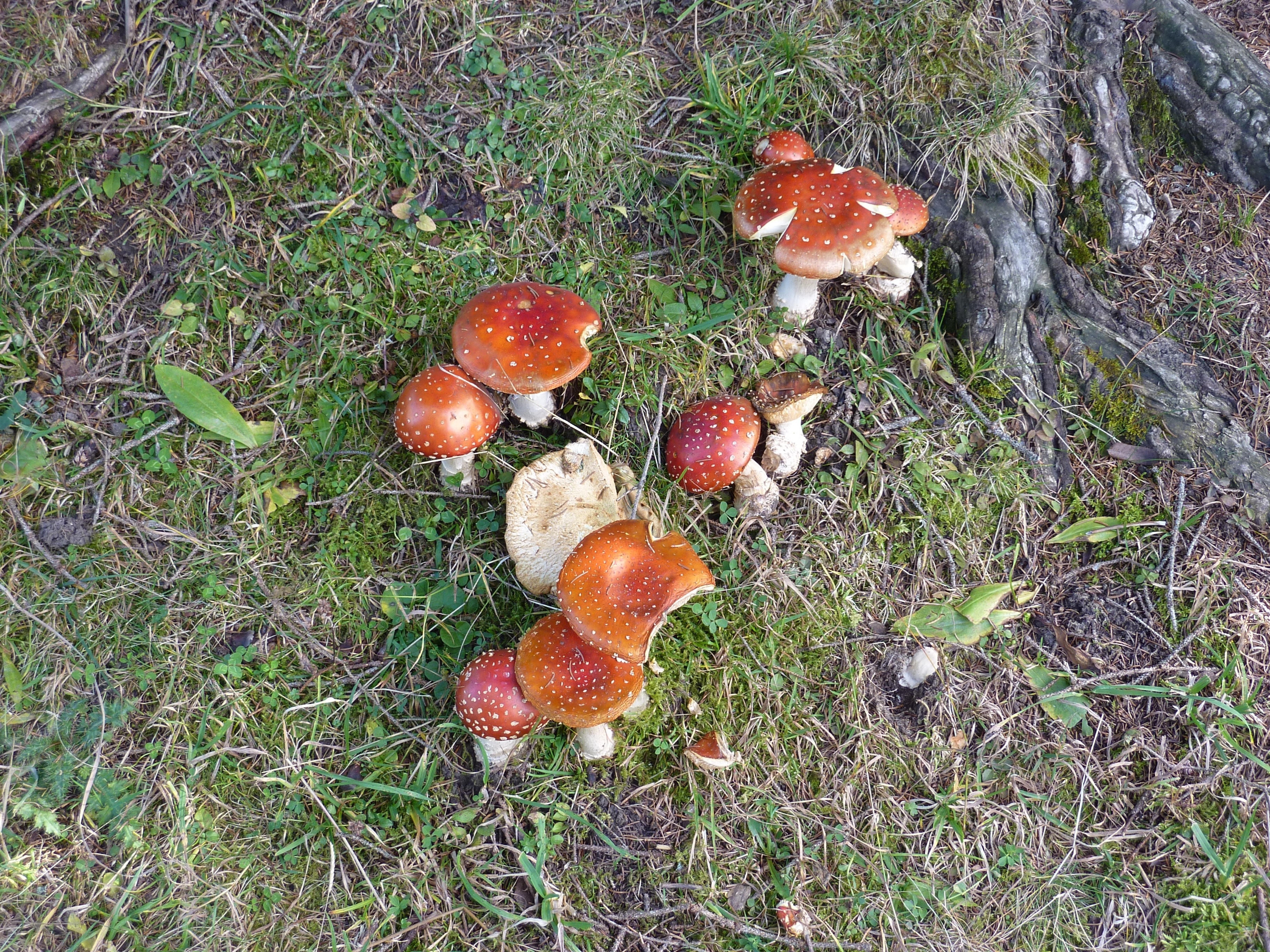 съедобные грибы фото и название воронежской